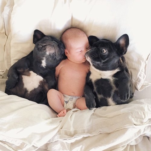 köpek kene tedavisi